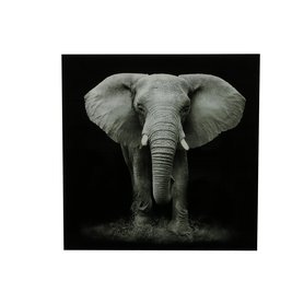 Obraz Slon "Wild life" L 80x80x5cm černobílá