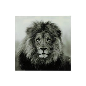 Obraz Lev "Wild life" L 80x80x5cm černobílá