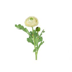 Ranunculus creme