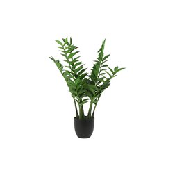 Zamioculcas zamiifolia L green