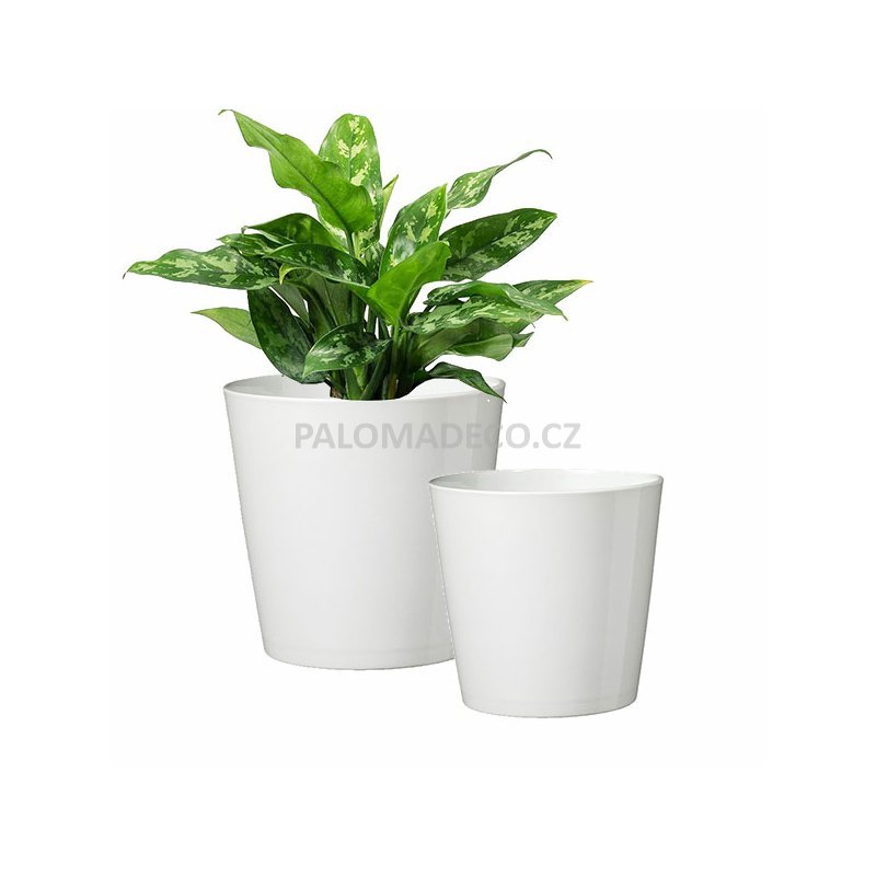 Kvetinac Bily () Kvetinac Bily