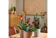 přírodní keramické květináče Bergamo pro orchideje firmy Soendgen SK