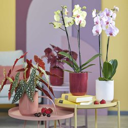 Květináč na orchidej keramický v moderních barvách