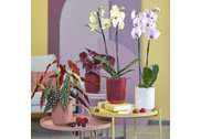 Květináč na orchidej keramický v moderních barvách