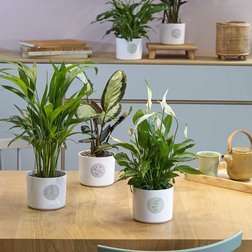 Obal na květiny v hravém designu.