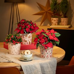 Série speciálních obalů Dallas Winter od německé firmy Soendgen SK představuje několik zimních motivů