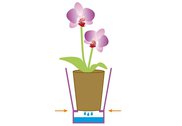 keramický květináč na orchidej fialový Atlanta Soendgen SK