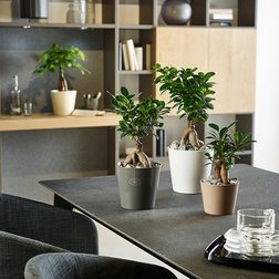 Elegantní kónické bílé květináče Style sluší každé pokojové květině.