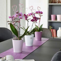 Speciální obal kolekce Merina Pretty pro orchideje nabízí nadčasový design.