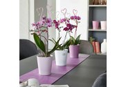 Speciální obal kolekce Merina Pretty pro orchideje nabízí nadčasový design.