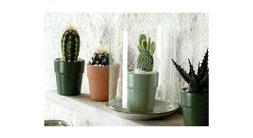 Kaktusy - sukulenty